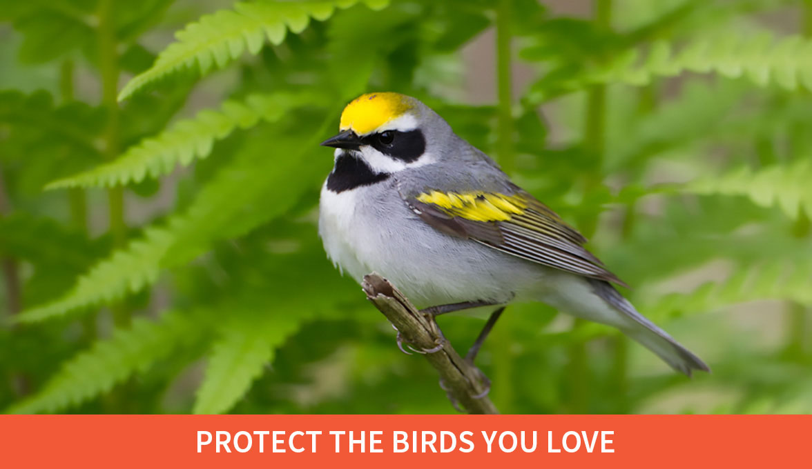 Protect the birds you love; Golden-winged Warbler
