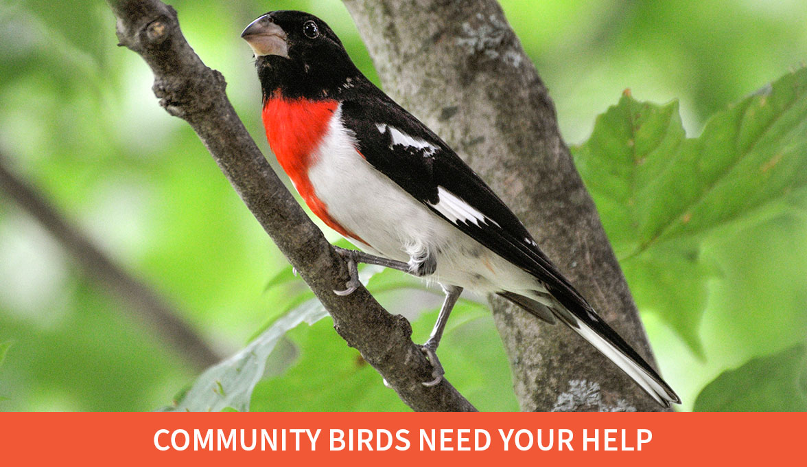 Community Birds Need Your Help; Rose-breasted Grosbeak