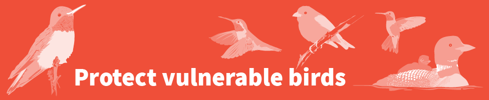 protect vulnerable birds; bird illustrations