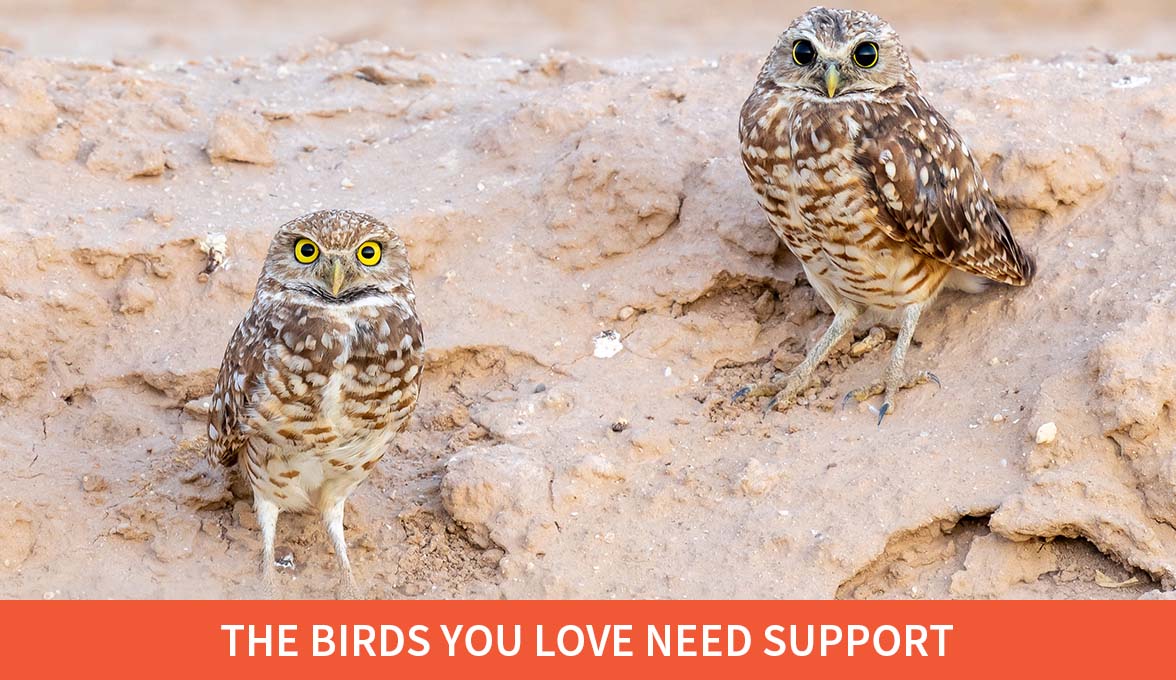 The Birds You Love Need Support; Burrowing Owls