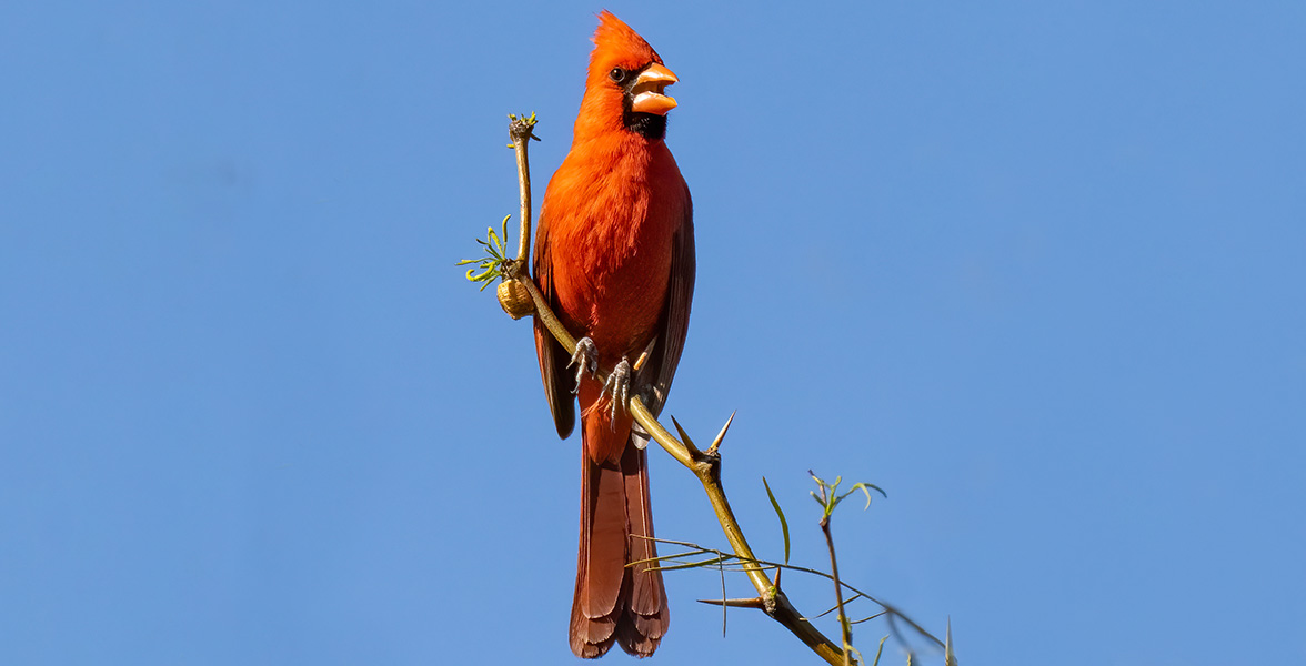 Northern Cardinal.