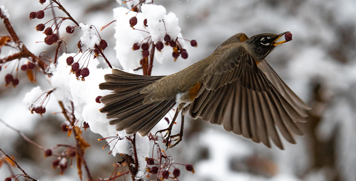 American Robin.