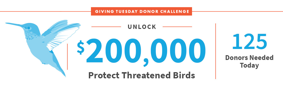 Unlock $200,000; Protect Threatened Birds; 125 Donors Needed