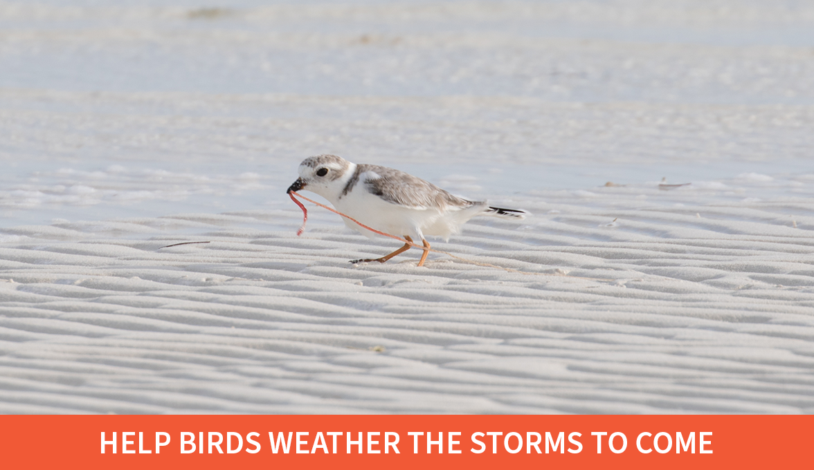 Piping Plover.