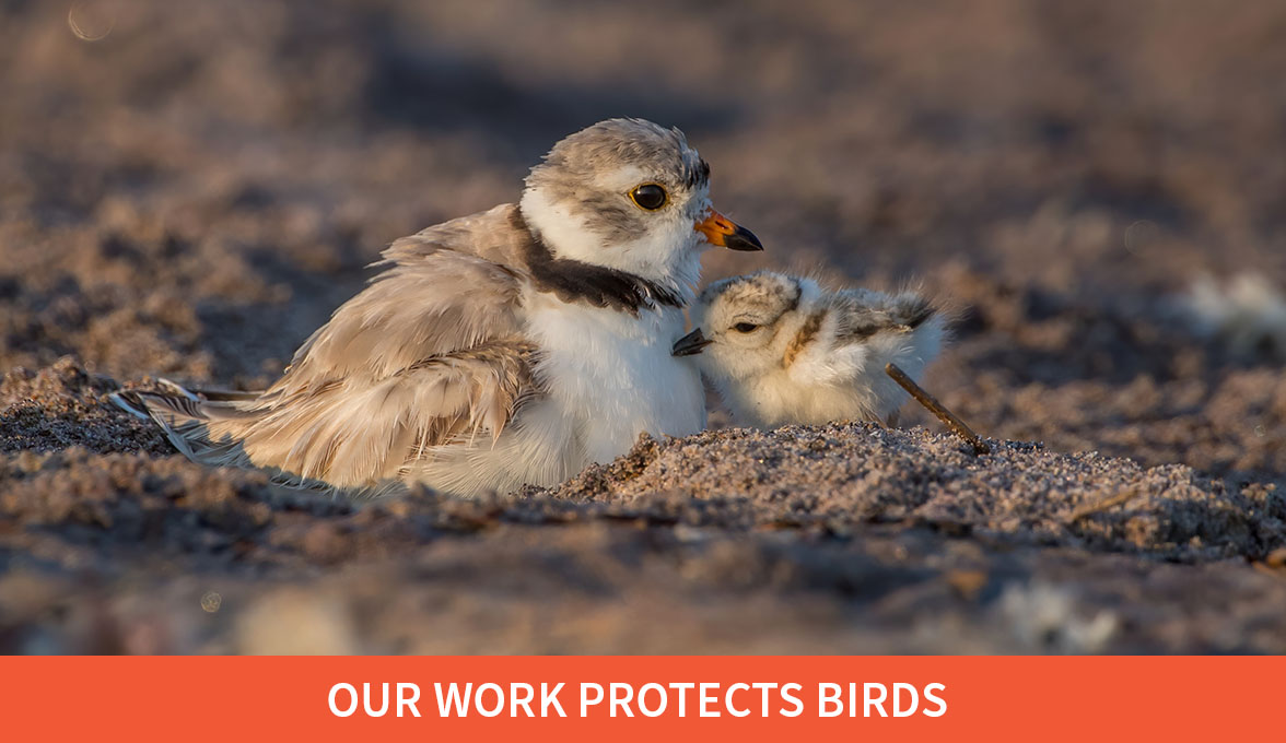 Piping Plovers.