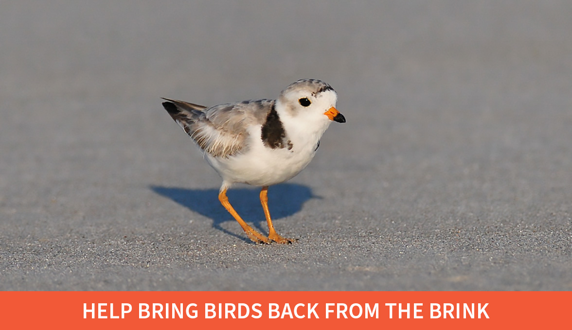 Help bring birds back from the brink; Piping Plover.