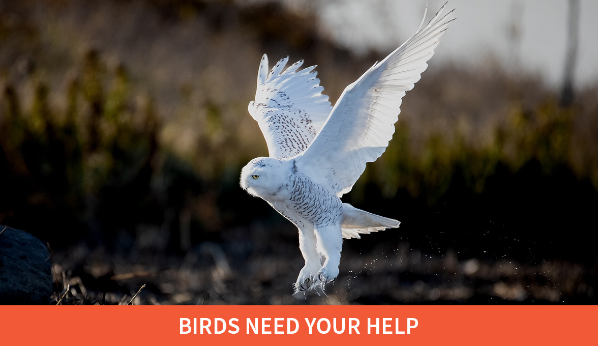 Birds Need your Help; Snowy Owl