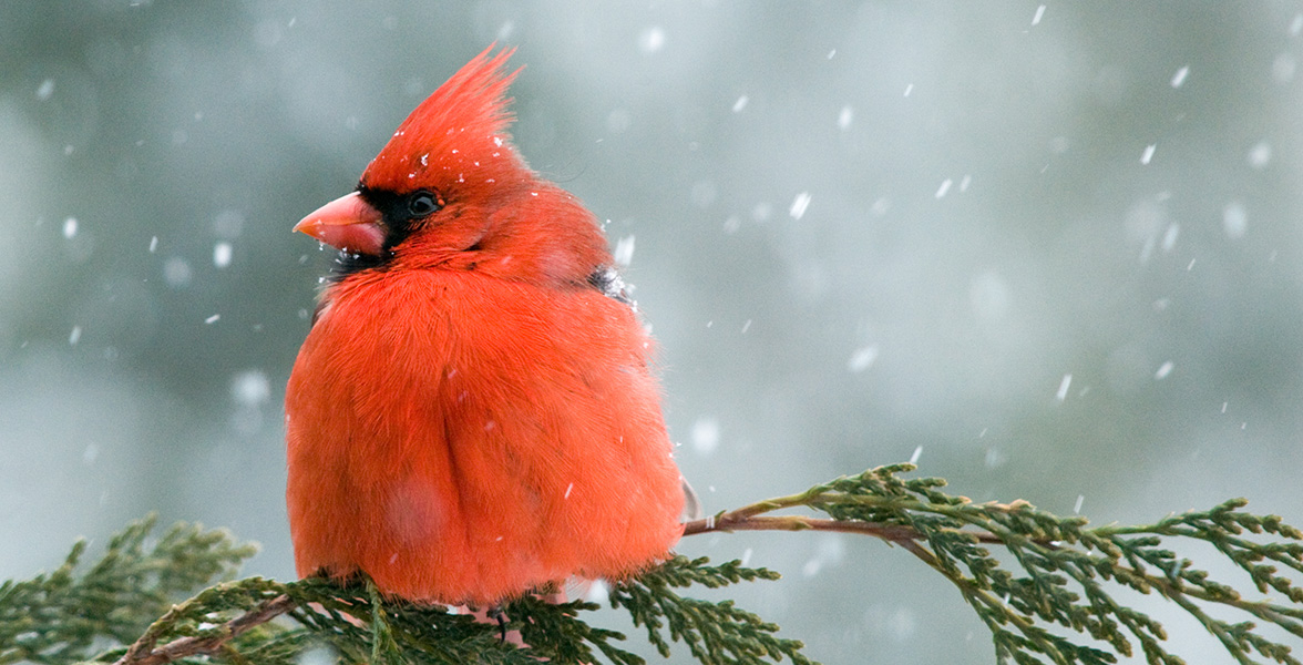 Northern Cardinal.