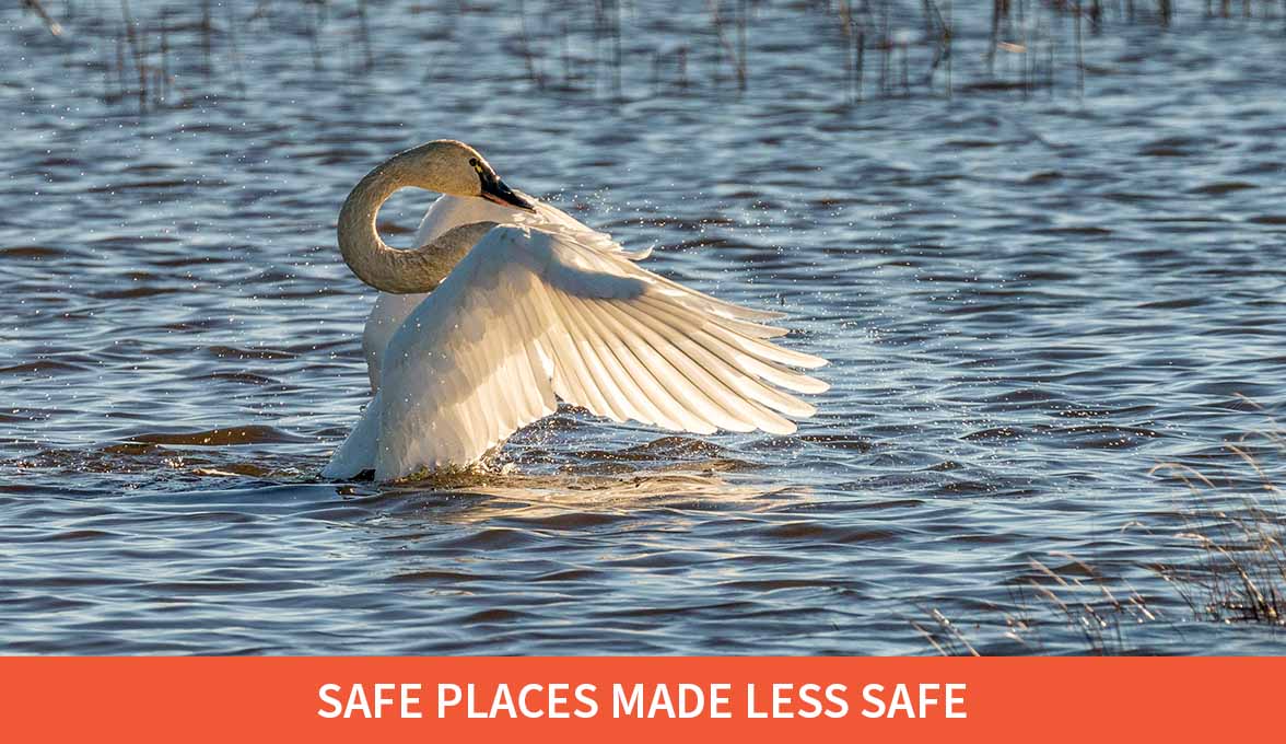 Tundra Swan.