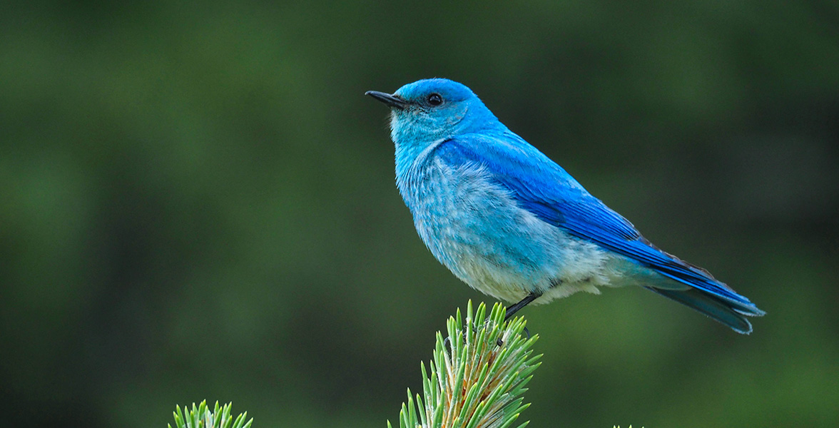 Mountain Bluebird.