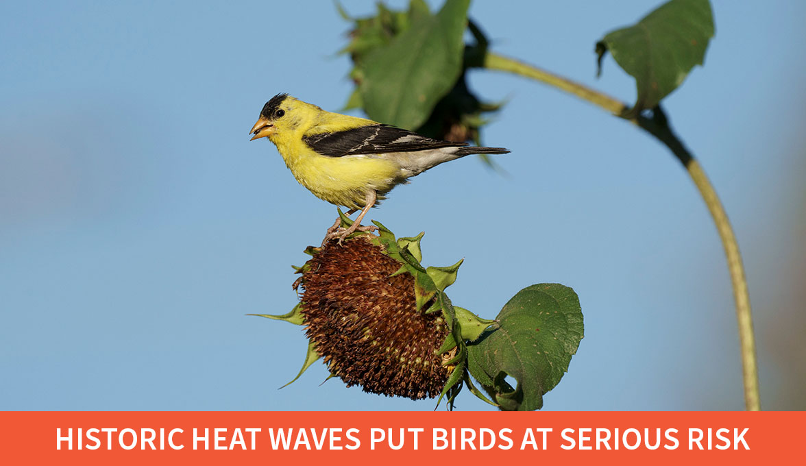 American Goldfinch.