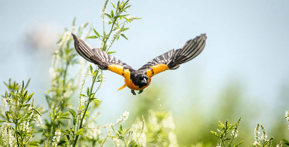 Baltimore Oriole.