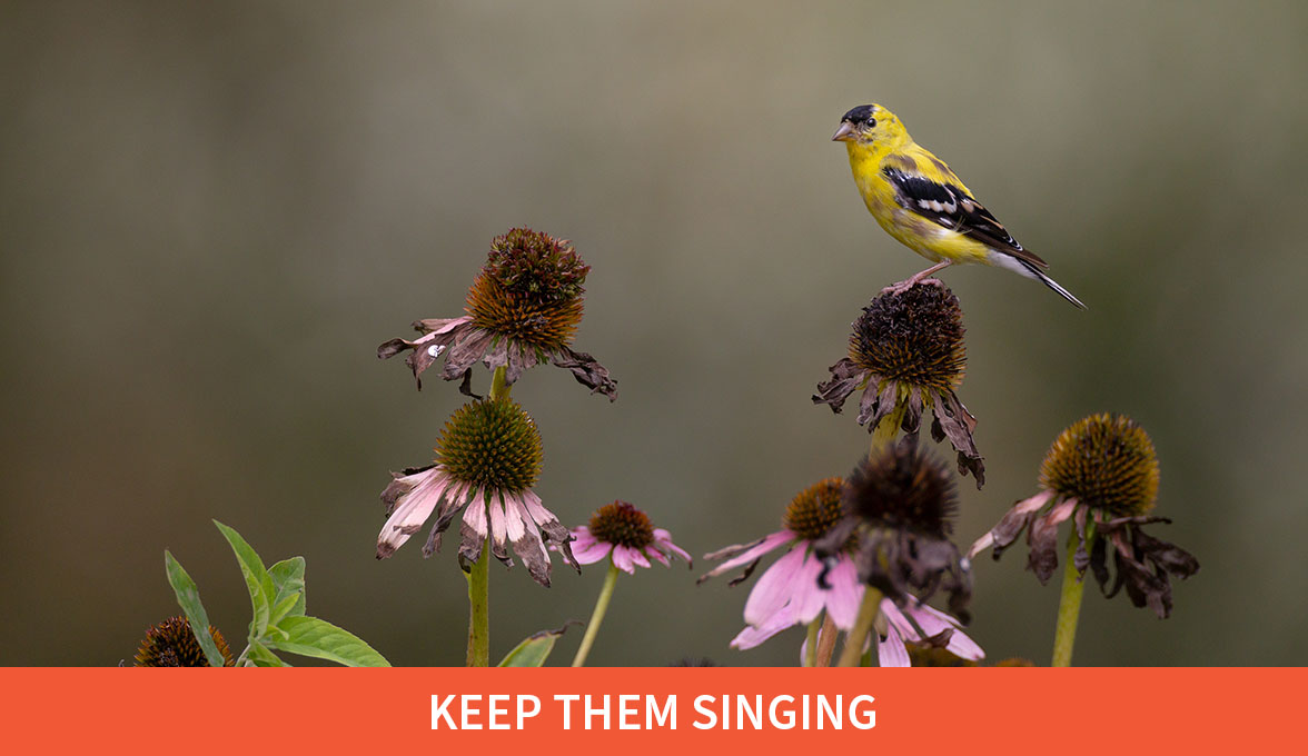 Keep them singing; American Goldfinch