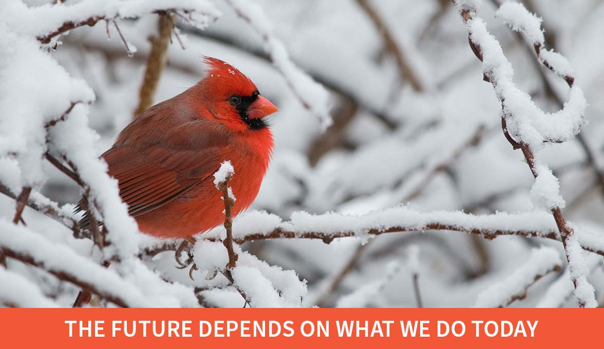 Northern Cardinal.