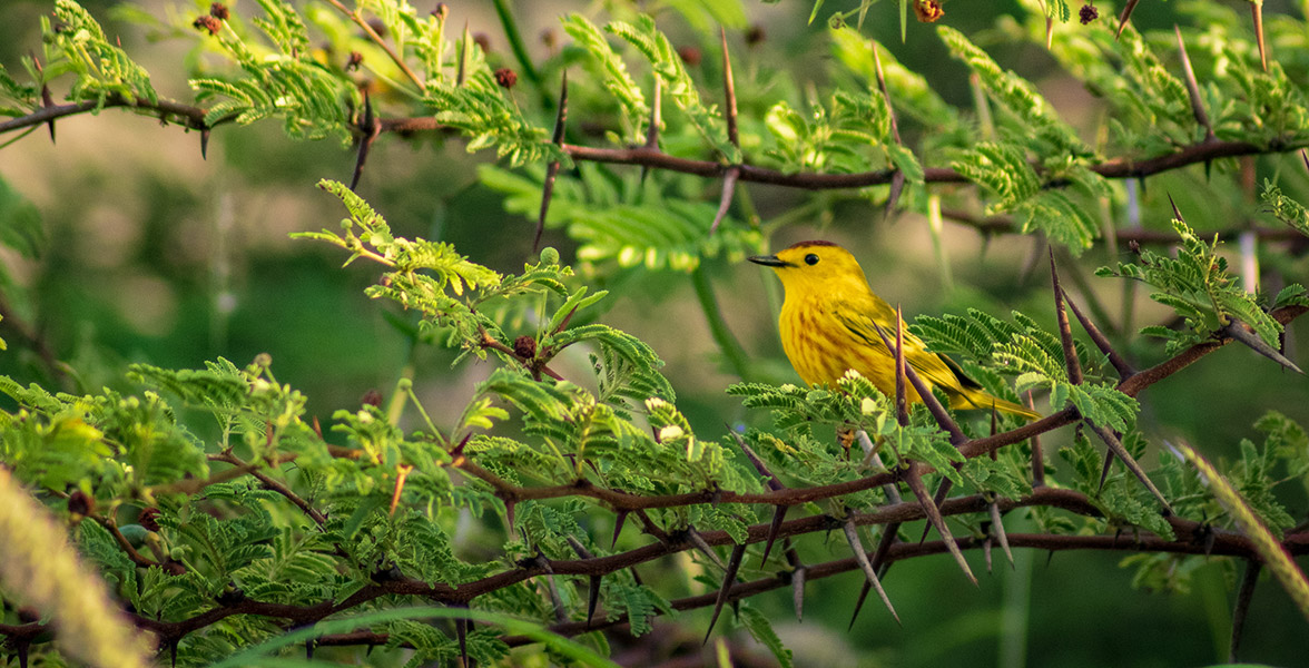 Yellow Warbler.