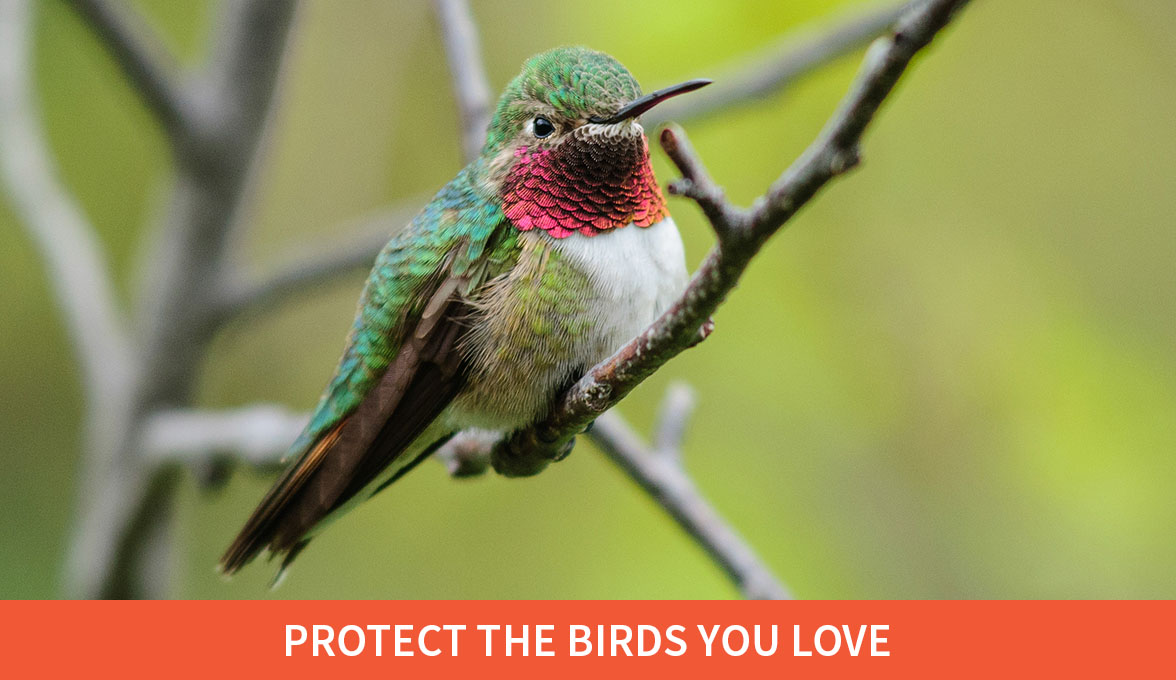 Protect the birds you love; Broad-tailed Hummingbird