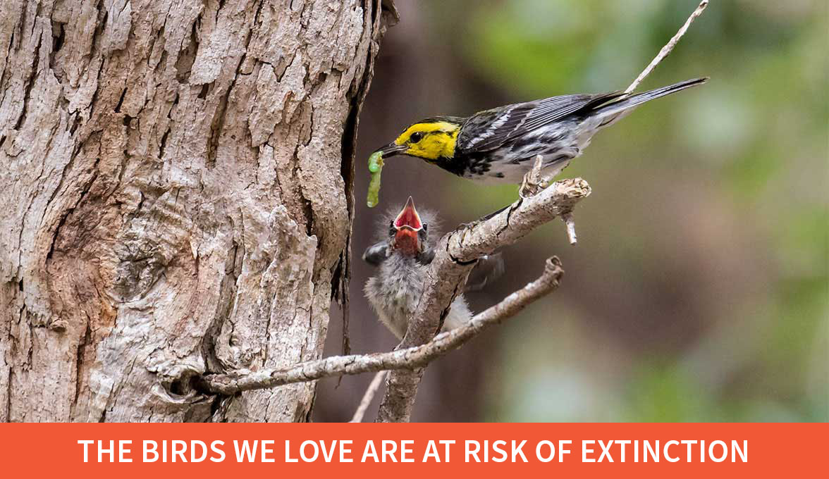 Golden-cheeked Warblers