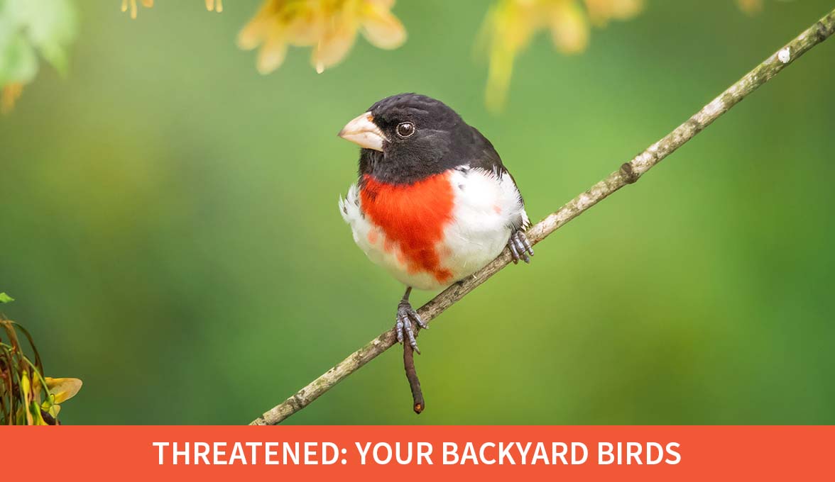 Rose-breasted Grosbeak.