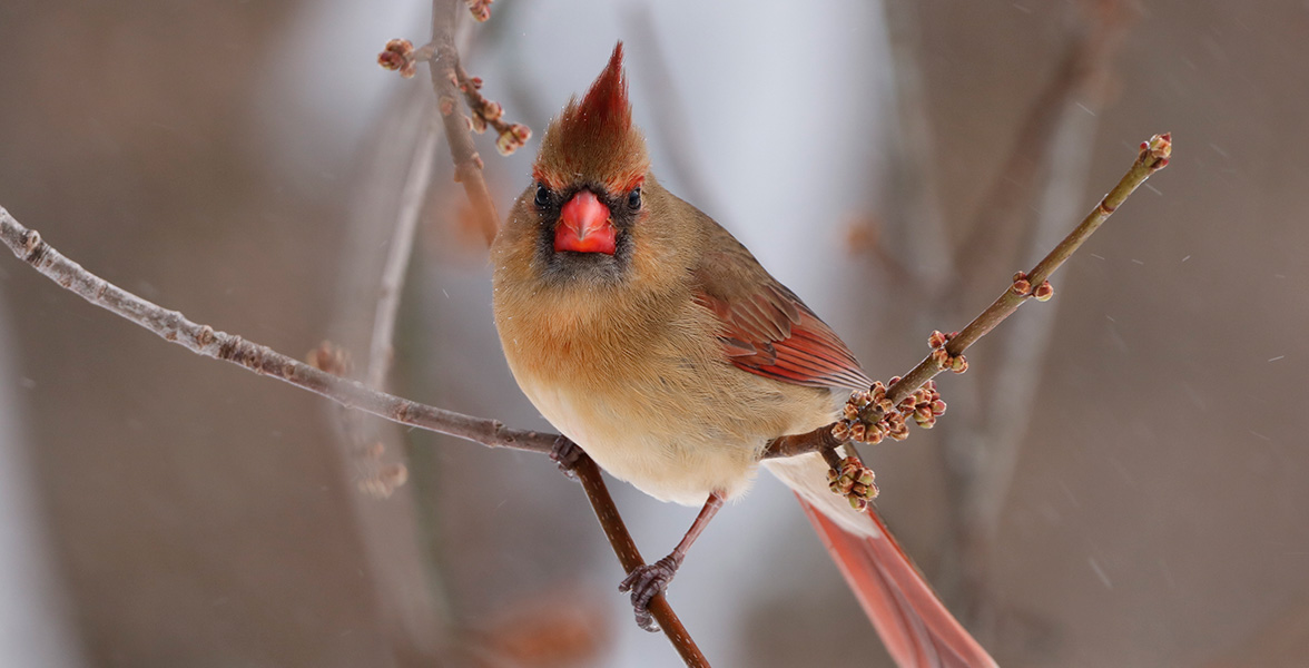 Northern Cardinal.