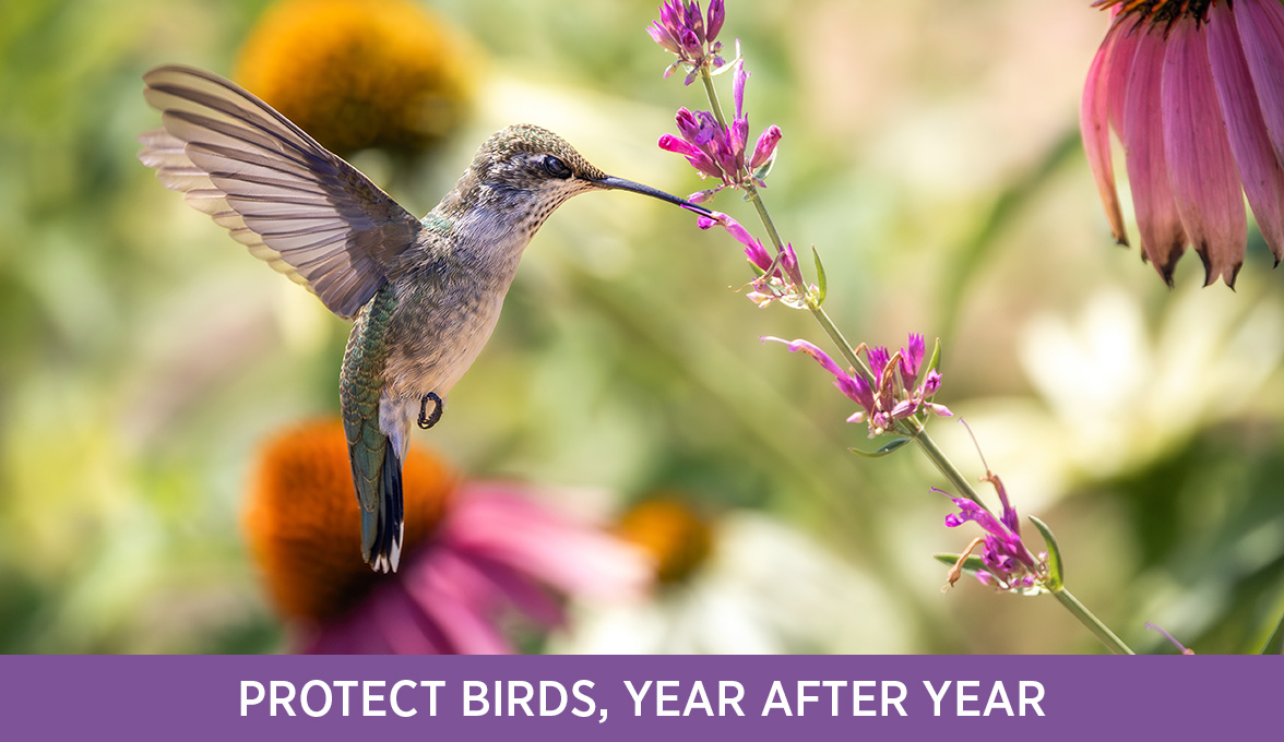 Ruby-throated hummingbird.