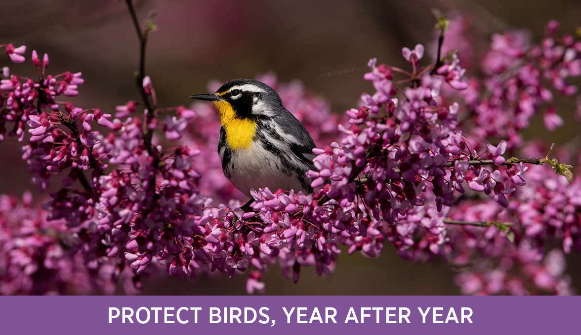 Yellow-throated Warbler