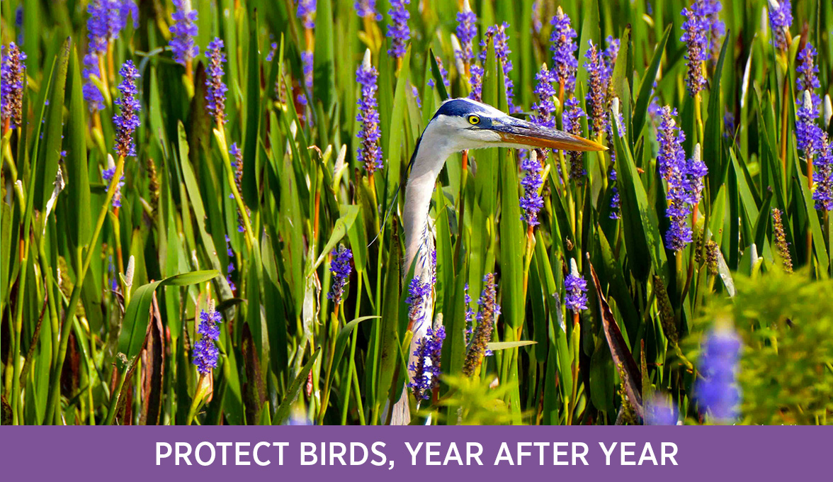 great blue heron.