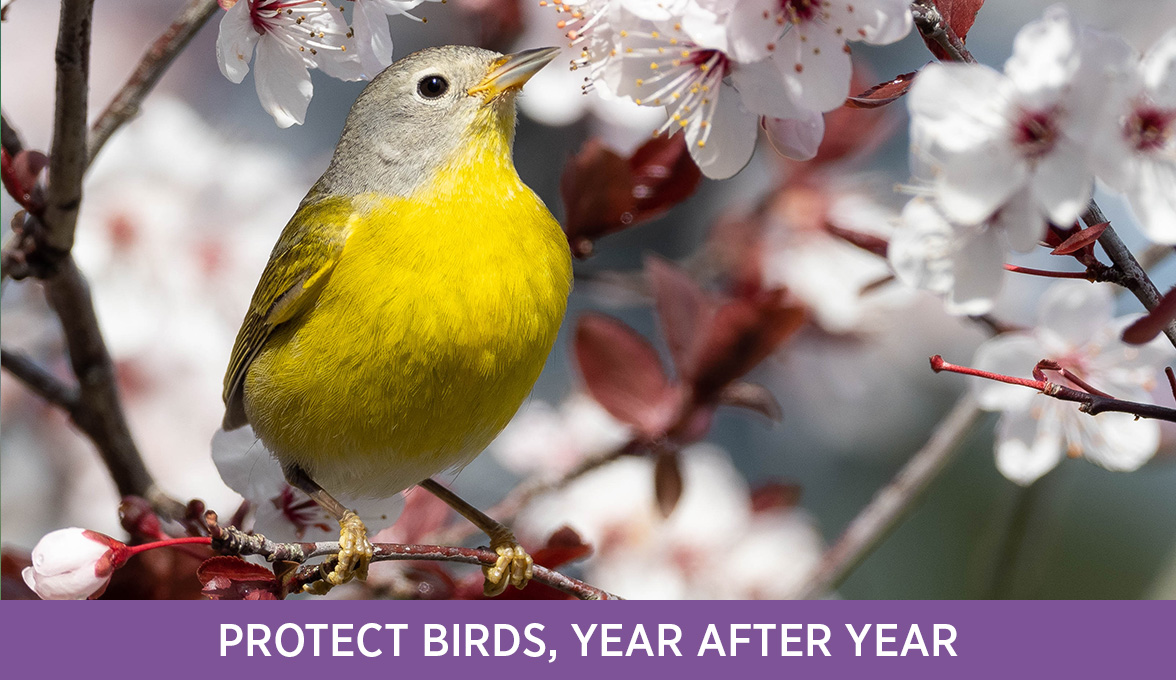 Nashville Warbler.