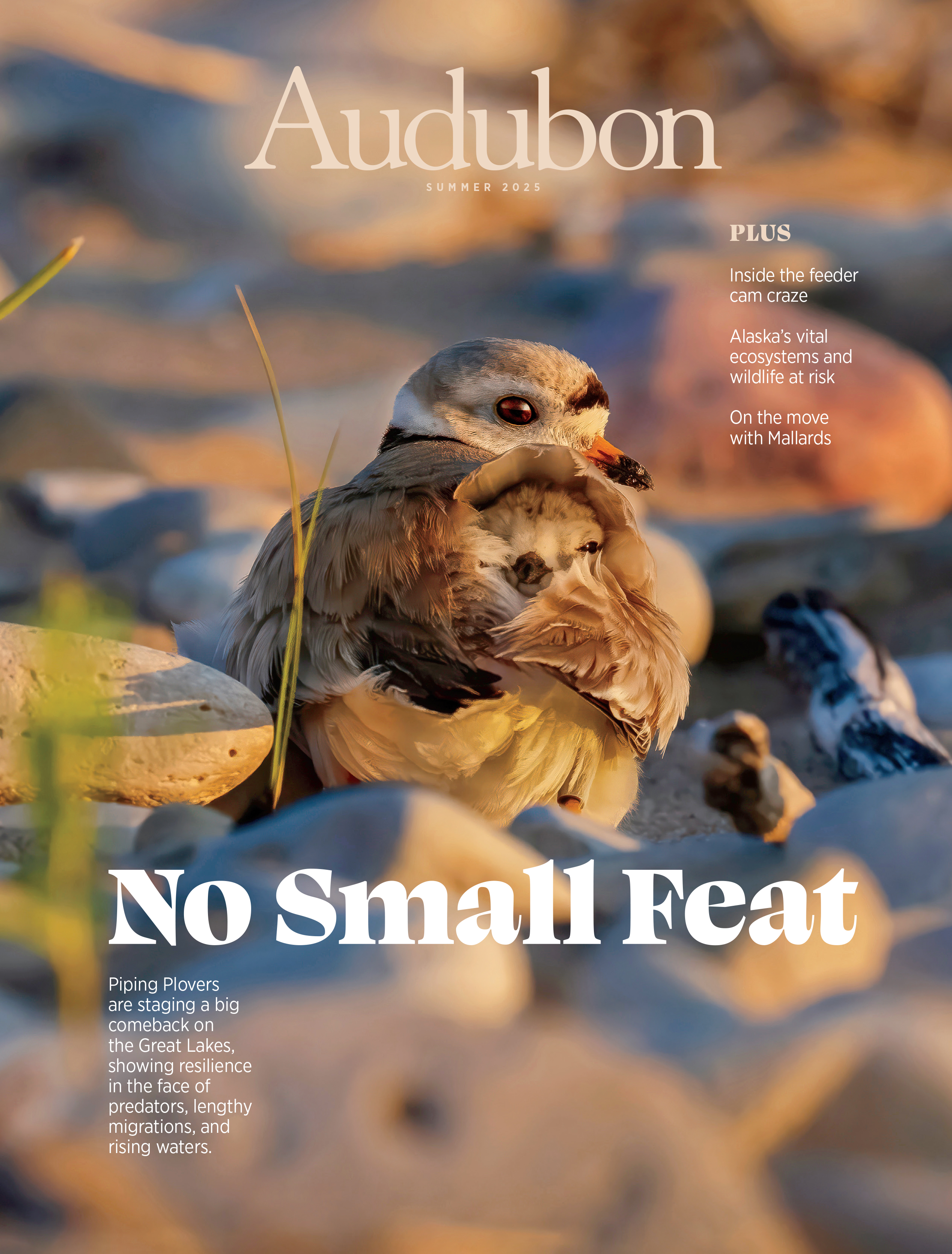 Piping Plovers, Summer 2025 <i>Audubon</i> magazine.