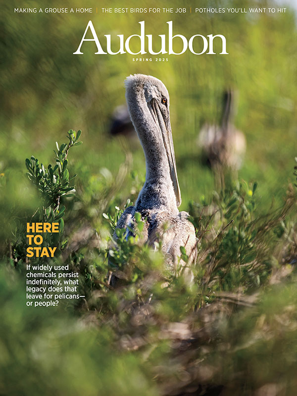 Brown Pelican, Spring 2025 <i>Audubon</i> magazine.