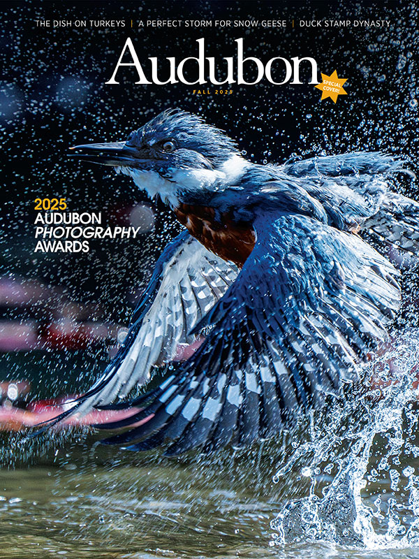 Ringed Kingfisher, Fall 2025 <i>Audubon</i> magazine.