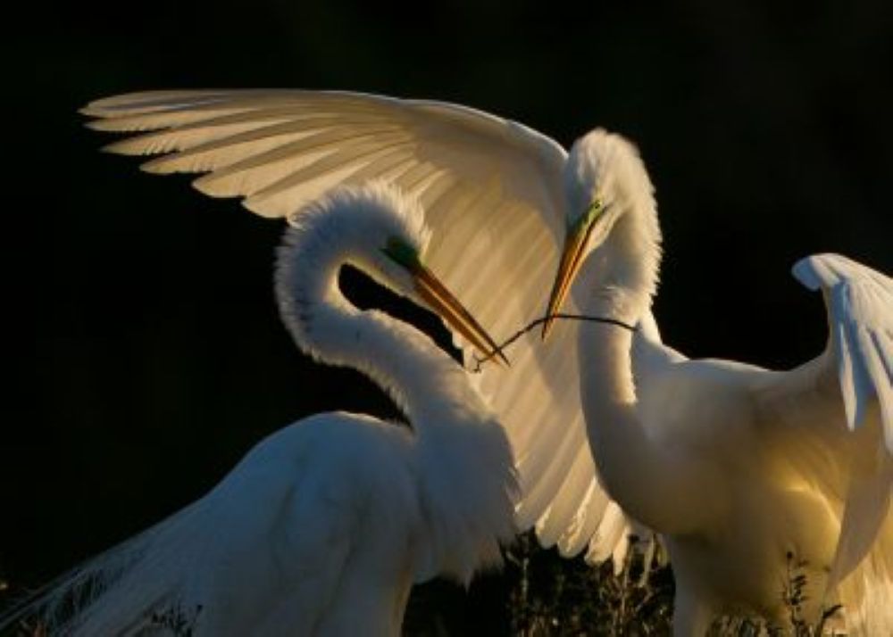 egret