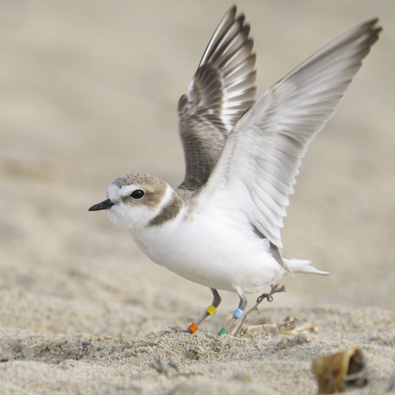 A Snowy Plover stands in sand with its wings stretched upwards.