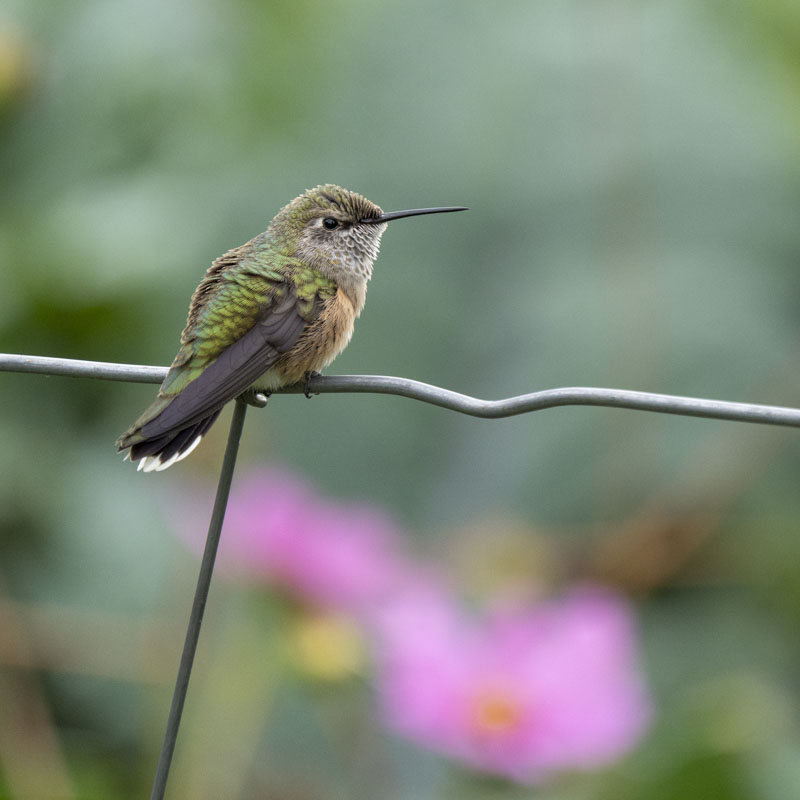 A Broad-tailed Hummingbird sits on a wire fence. Out-of-focus pink flowers are in the background.