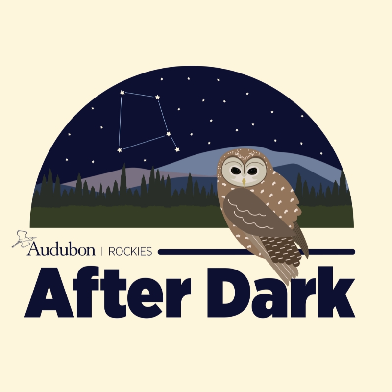 An illustration of a Mexican Spotted Owl featuring the Audubon Rockies logo and the words &ldquo;After Dark.&rdquo;