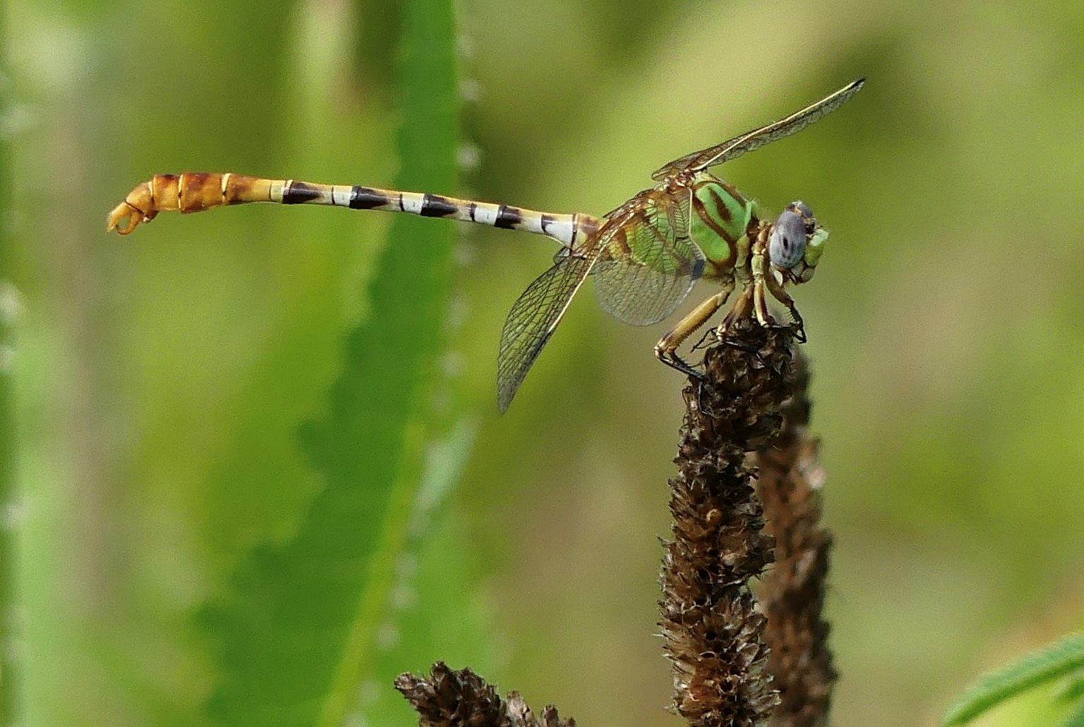 Dragonfly Image