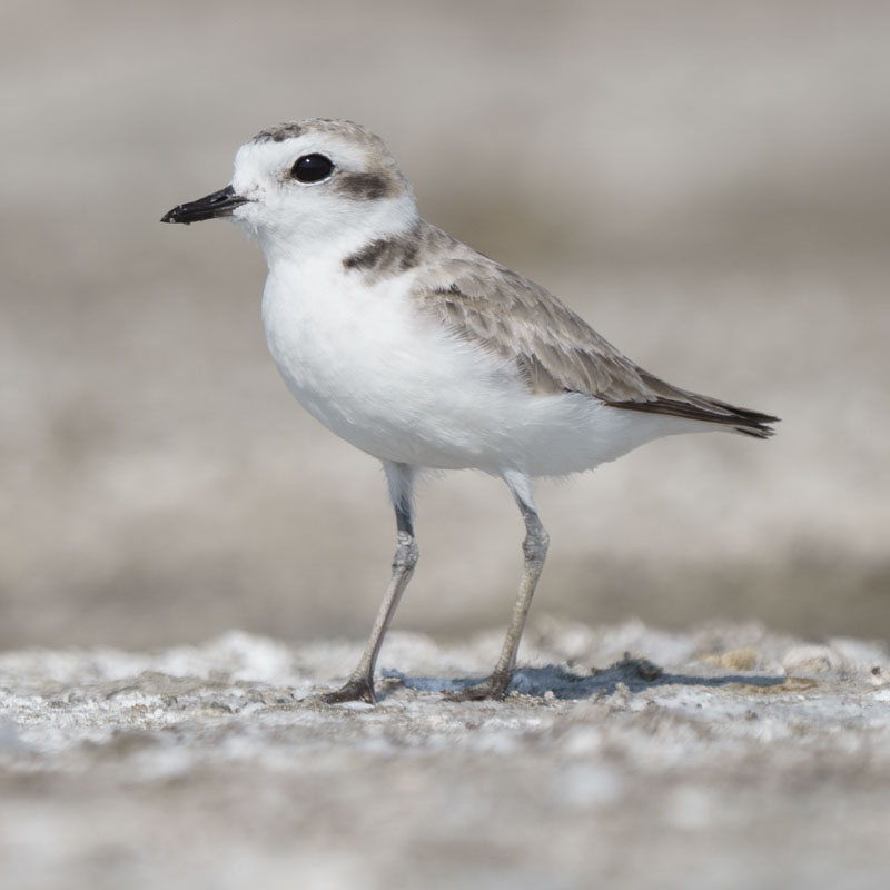 A Snowy Plover stands on sandy ground.