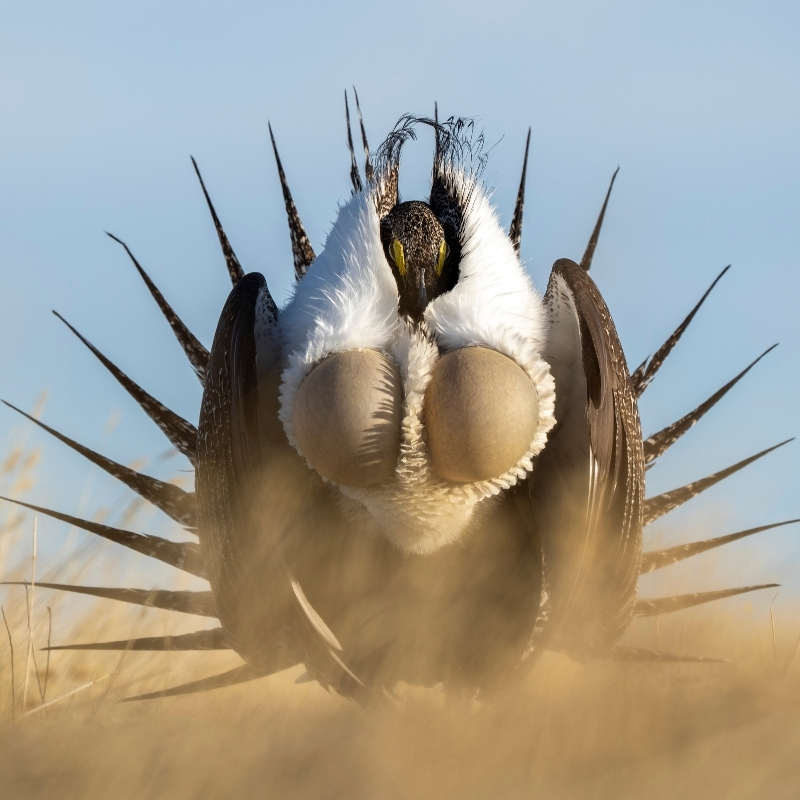 A male Greater Sage-Grouse performs a courtship display.