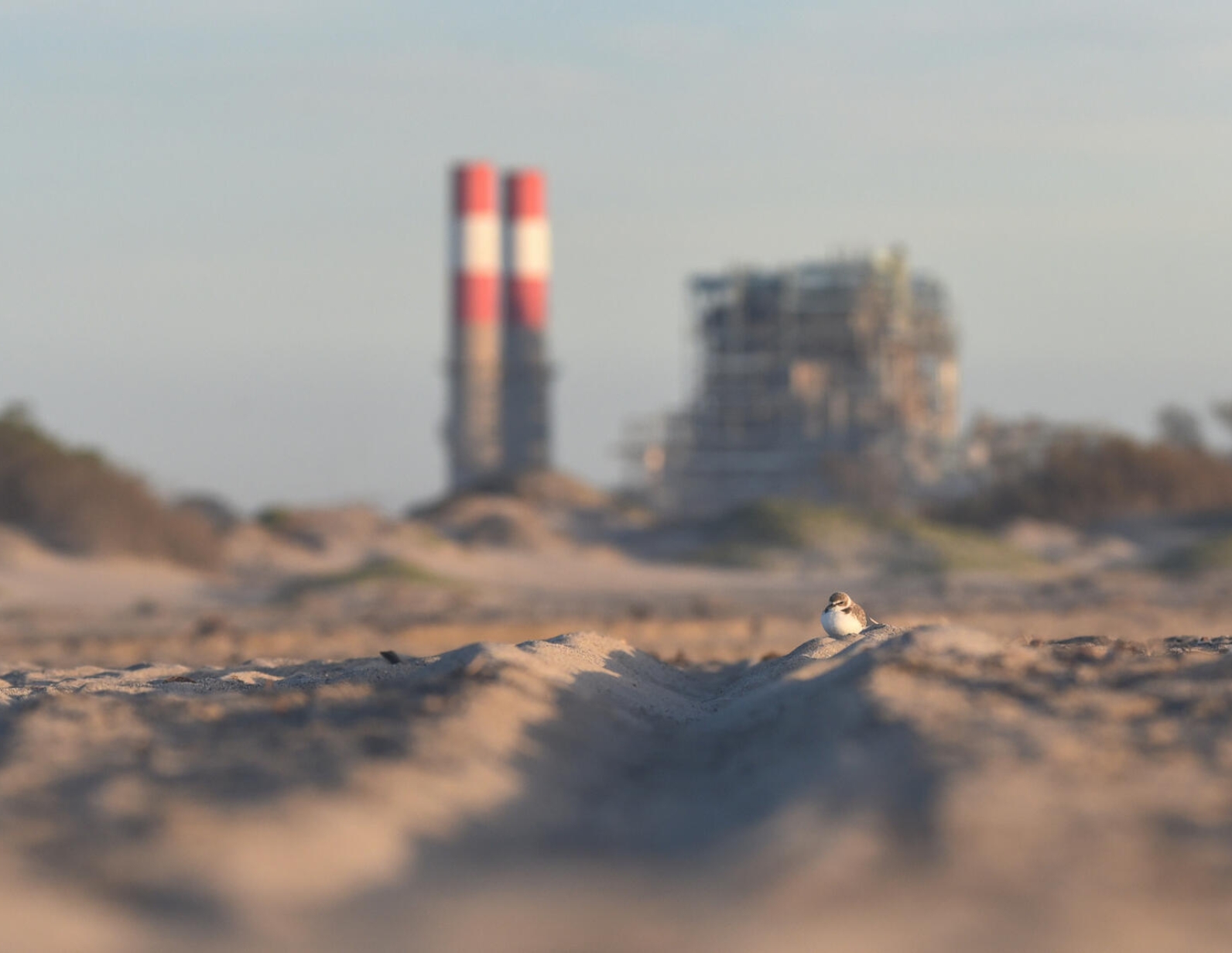 Western Snowy Plover resting in the sand at Ormond Beach in Oxnard California. 