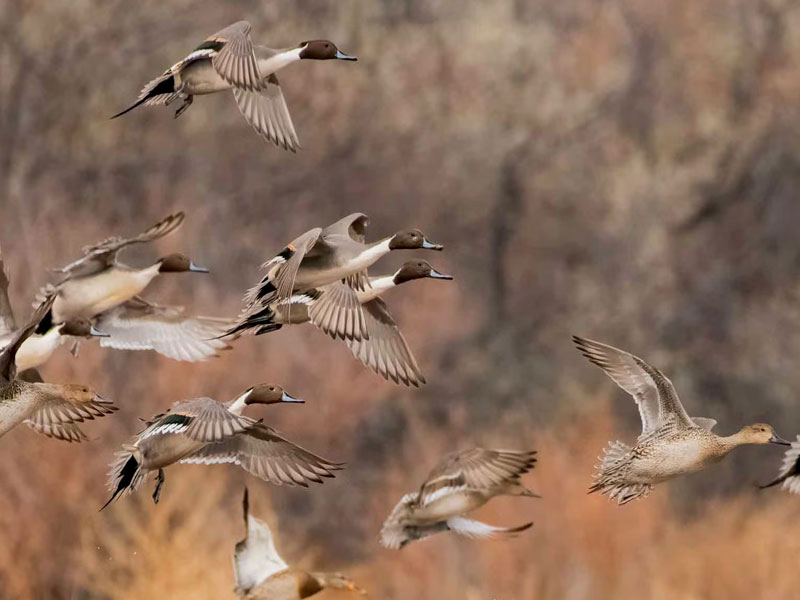 Photo of Northern Pintails and Mallards in flight.