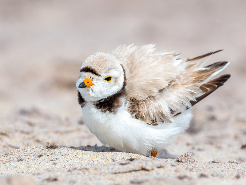 Photo of a Piping Plover on the beach.