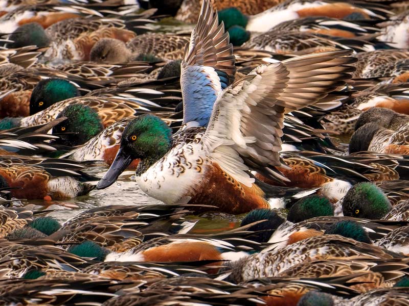 Photo of many Northern Shovelers in close proximity. 