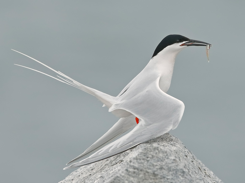 Photo of a Roseate Tern.