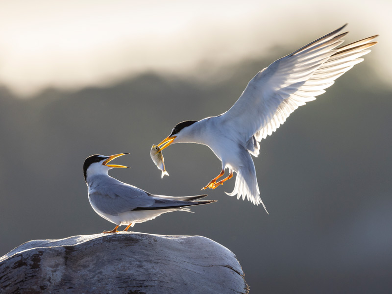 Photo of two Least Terns, one swooping in with a small fish in its beak.