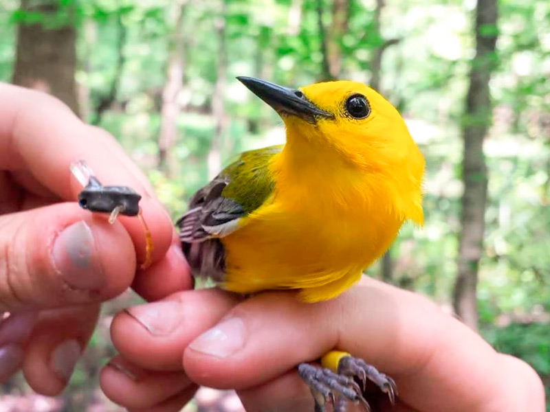 Photo of a Prothonotary Warbler being fitted with a tracker.