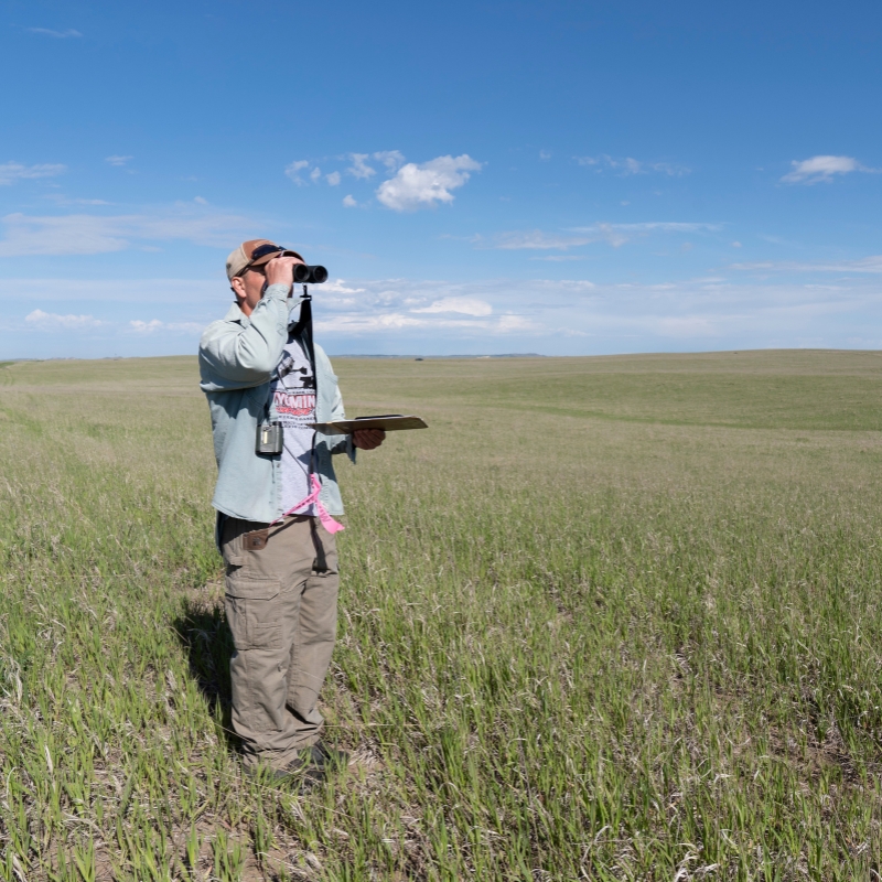 An adult looks through binoculars in a grassland ecosystem.