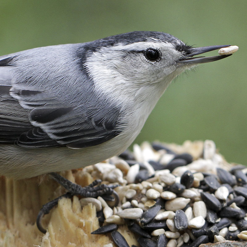 A White-breasted Nuthatch perches on a stump covered in birdseed. She holds a seed in her beak.