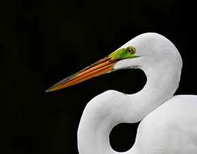 A white wading bird with a black background
