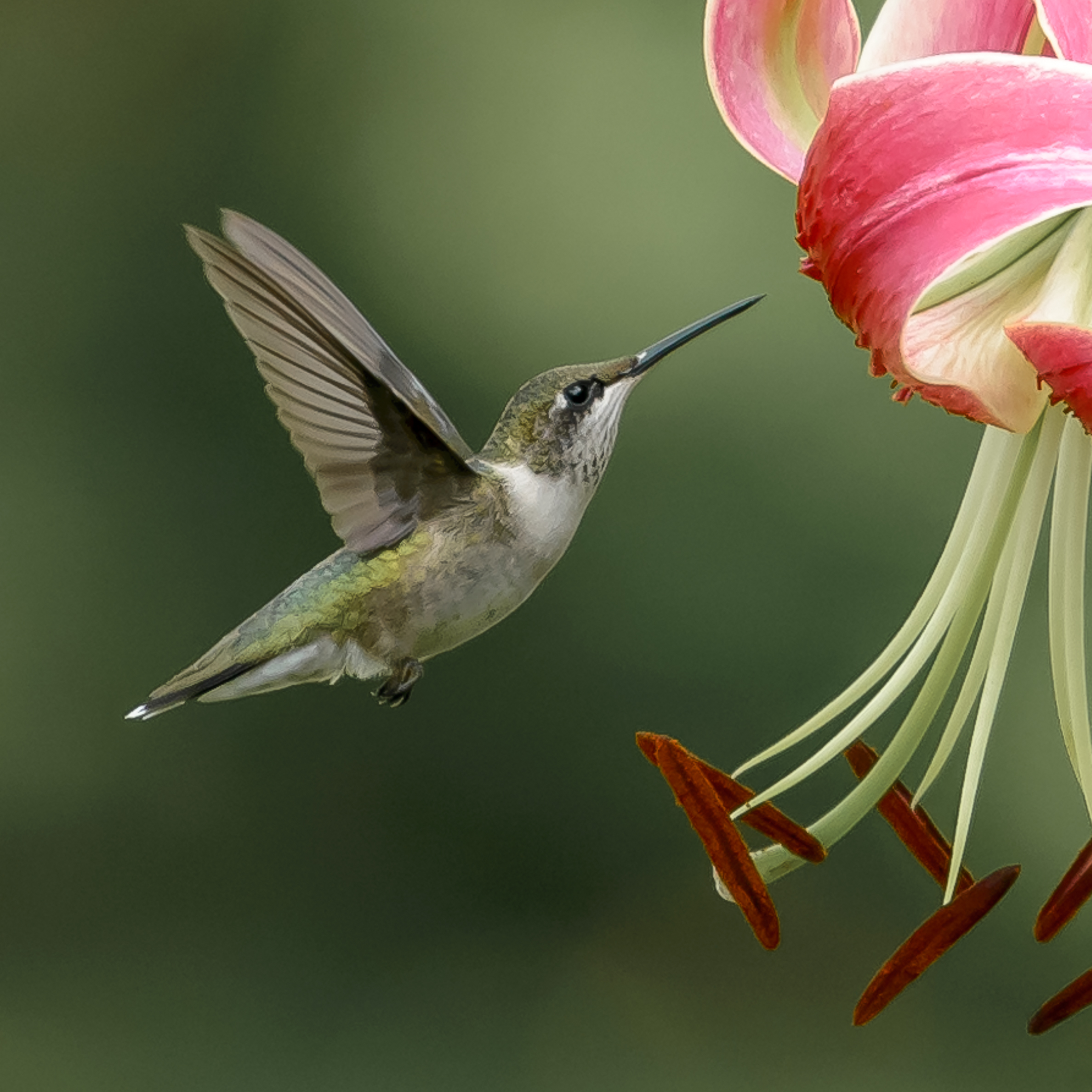 Ruby-throated Hummingbird