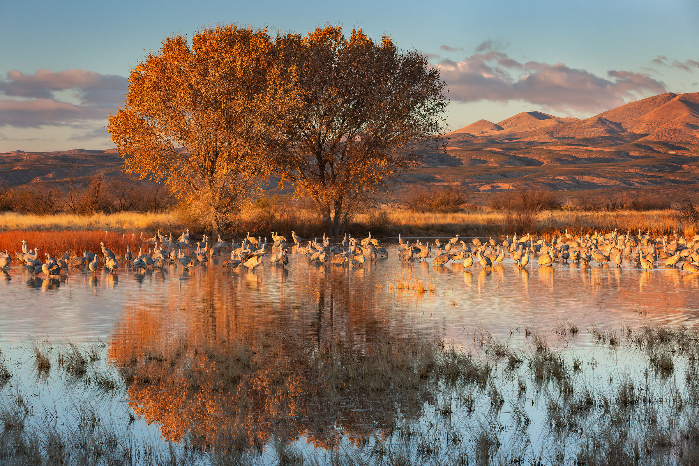 Sandhill crane. Caroline Samson / Audubon Photography Awards