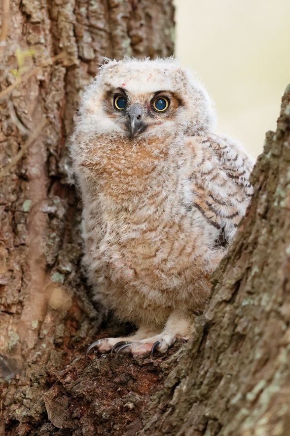 Great-horned Owl, chick